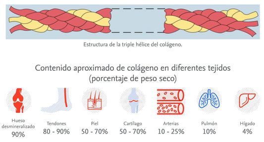 ¿Qué es y para qué sirve el colágeno bioactivo?