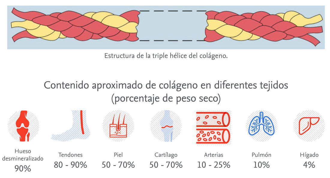 ¿Qué es y para qué sirve el colágeno bioactivo?